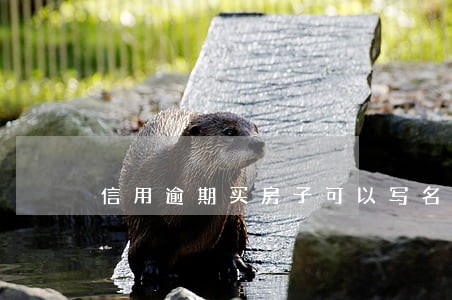 信用逾期买房子可以写名字吗 信用逾期买房子可以写名字吗