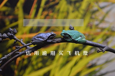 信用逾期买飞机票 信用逾期买飞机票
