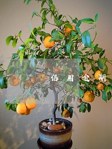 信用逾期了怎么用 信用逾期了怎么用