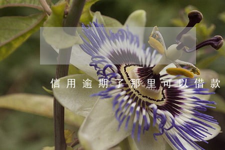 信用逾期了那里可以借款 信用逾期了那里可以借款
