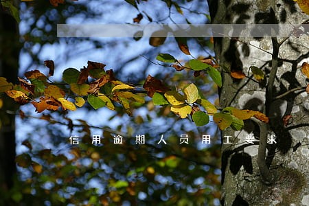 信用逾期人员用工要求 信用逾期人员用工要求