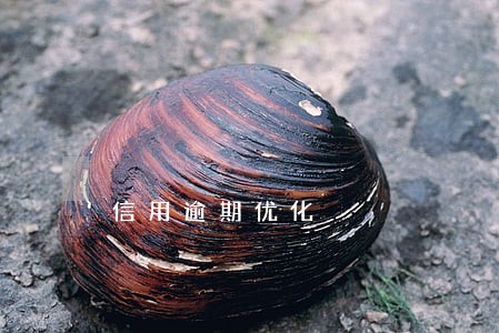 信用逾期优化 信用逾期优化