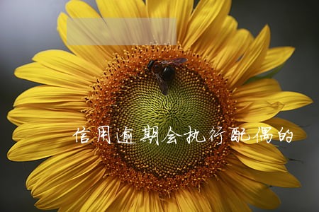 信用逾期会执行配偶的 信用逾期会执行配偶的