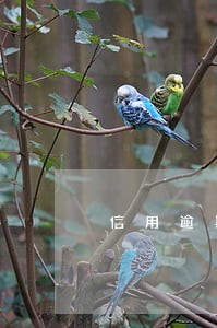 信用逾期会是什么结果 信用逾期会是什么结果