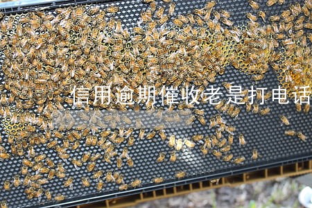 信用逾期催收老是打电话骚扰朋友 信用逾期催收老是打电话骚扰朋友