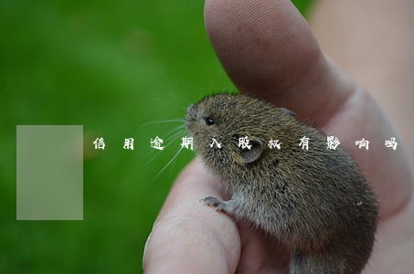 信用逾期入股权有影响吗 信用逾期入股权有影响吗