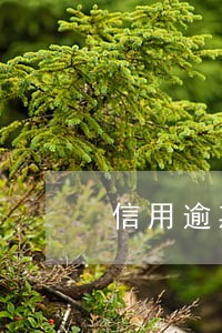 信用逾期公积金贷款不通过 信用逾期公积金贷款不通过