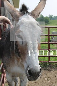 信用逾期几年注销 信用逾期几年注销