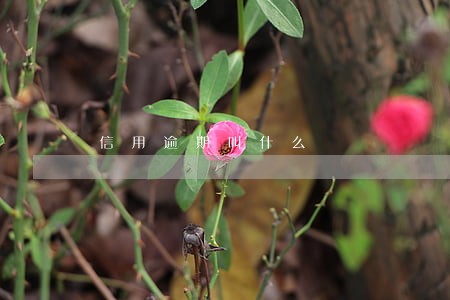 信用逾期叫什么 信用逾期叫什么