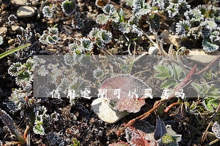 信用逾期可以买房吗