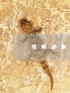 信用逾期可以去警察工作吗 信用逾期可以去警察工作吗