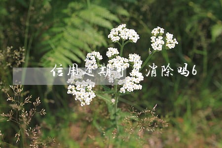 信用逾期可以消除吗6