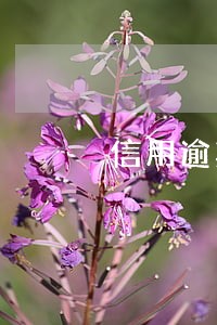 信用逾期名下小程序 信用逾期名下小程序