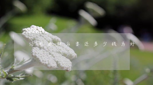 信用逾期后要还多少钱为好 信用逾期后要还多少钱为好