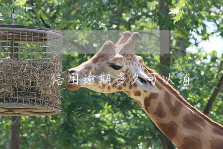 信用逾期多久可以消 信用逾期多久可以消