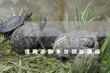 信用逾期多久可以清除 信用逾期多久可以清除