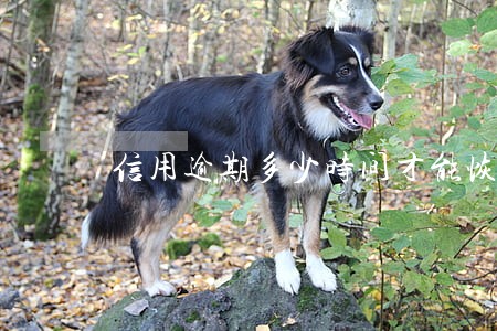 信用逾期多少时间才能恢复 信用逾期多少时间才能恢复