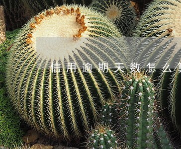 信用逾期天数怎么算 信用逾期天数怎么算