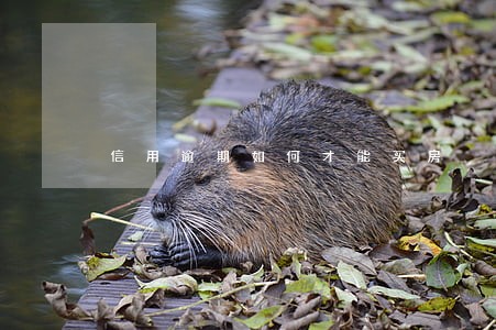 信用逾期如何才能买房 信用逾期如何才能买房