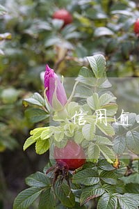 信用逾期如果贷款 信用逾期如果贷款