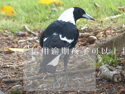 信用逾期孩子可以上北京大学吗 信用逾期孩子可以上北京大学吗