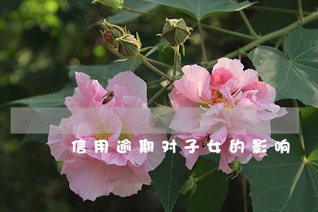 信用逾期对子女的影响 信用逾期对子女的影响