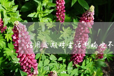 信用逾期对生活影响也不大 信用逾期对生活影响也不大