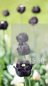 信用逾期对疫情影响 信用逾期对疫情影响