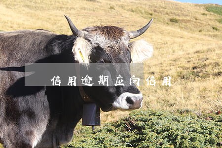 信用逾期应向信用 信用逾期应向信用