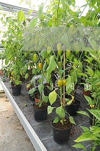信用逾期影响买动车票吗 信用逾期影响买动车票吗