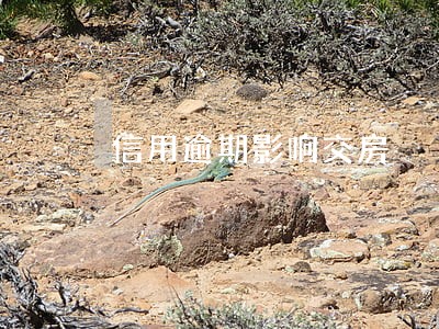 信用逾期影响交房 信用逾期影响交房