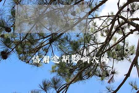 信用逾期影响大吗 信用逾期影响大吗
