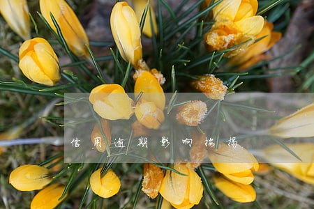 信用逾期影响按揭 信用逾期影响按揭