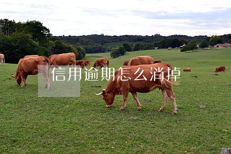 信用逾期怎么消掉 信用逾期怎么消掉