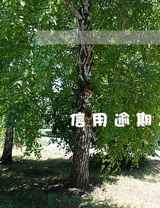 信用逾期怎么贷款买车 信用逾期怎么贷款买车