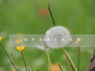 信用逾期怎么还款 信用逾期怎么还款