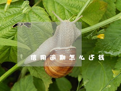 信用逾期怎么还钱 信用逾期怎么还钱