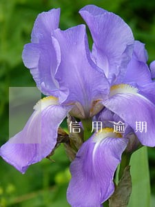 信用逾期怎样处理 信用逾期怎样处理