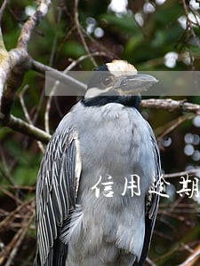 信用逾期找担保人贷款 信用逾期找担保人贷款