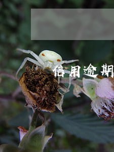 信用逾期按揭办不了 信用逾期按揭办不了