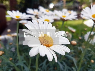 信用逾期数据 信用逾期数据