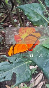 信用逾期有什么影响 信用逾期有什么影响
