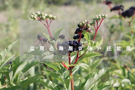 信用逾期期货账户还能用吗 信用逾期期货账户还能用吗