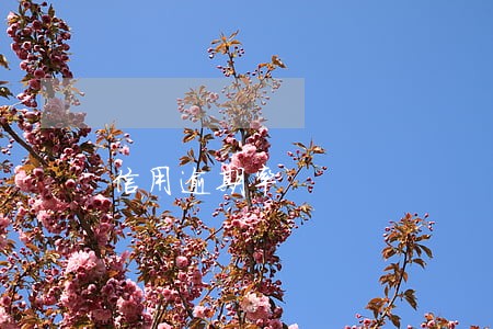 信用逾期率 信用逾期率