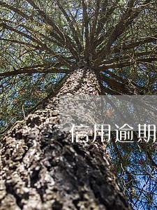 信用逾期的影响大吗 信用逾期的影响大吗