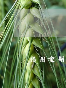 信用逾期短信通知已提交公安 信用逾期短信通知已提交公安