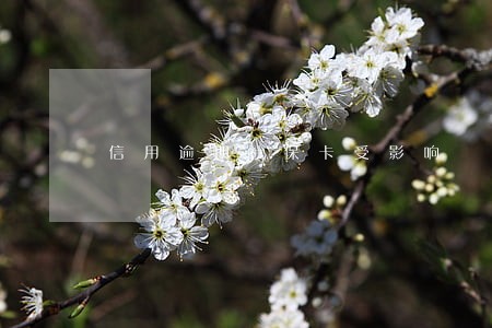 信用逾期社保卡受影响
