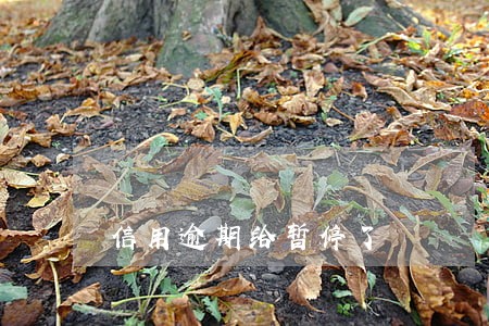 信用逾期给暂停了