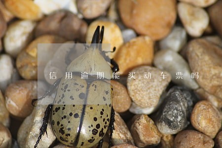 信用逾期能买动车票吗 信用逾期能买动车票吗