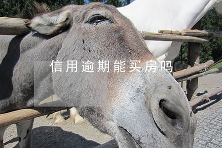 信用逾期能买房吗 信用逾期能买房吗